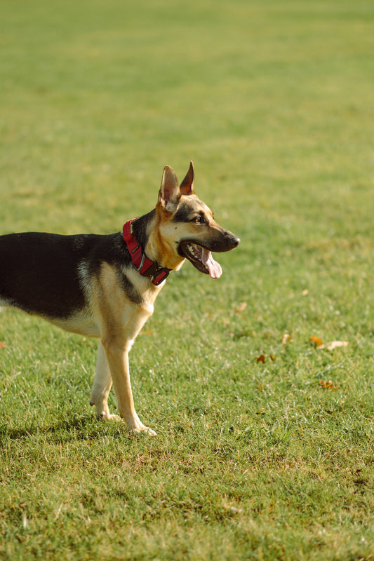Consequences of training mistakes with a highly sensitive, fearful and reactive dog