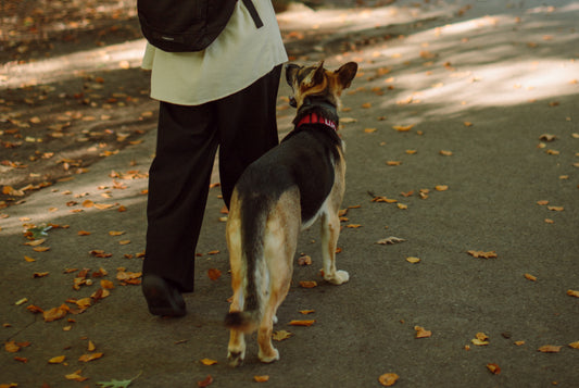 Just because your dog is still reactive doesn’t mean you haven’t made enough progress