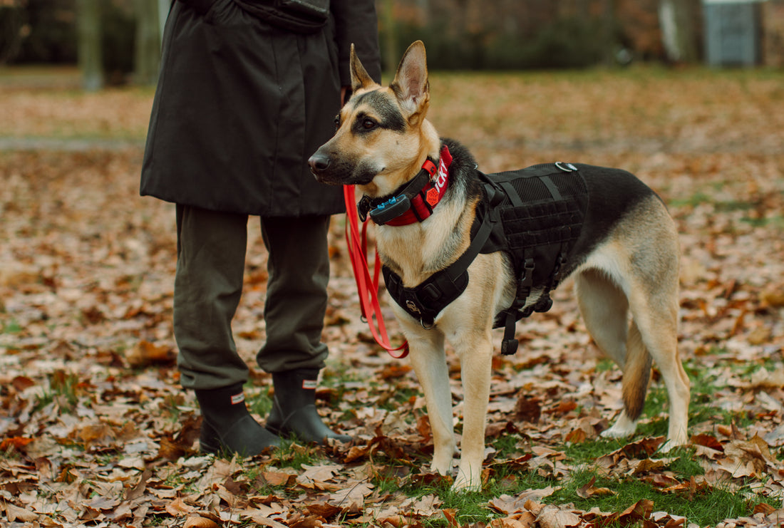 Facing Judgements as an Anxious and Reactive Dog Owner