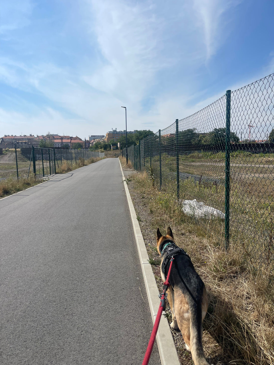 I yelled at a lady on the street like a crazy person, in a language she didn't even understand, while my reactive dog hid behind me