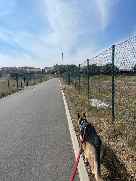 I yelled at a lady on the street like a crazy person, in a language she didn't even understand, while my reactive dog hid behind me
