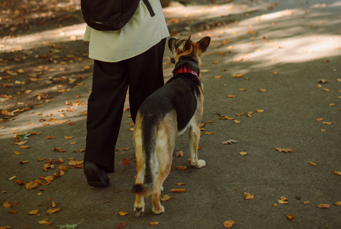 Just because your dog is still reactive doesn’t mean you haven’t made enough progress
