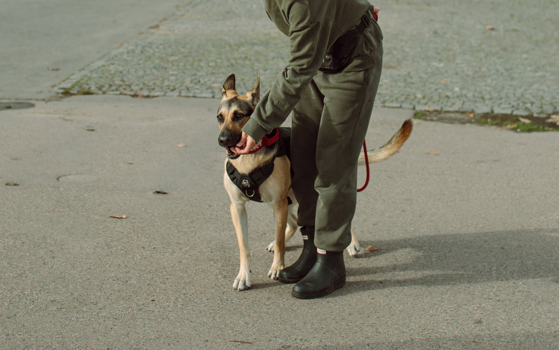 Leash pulling - journey with my dog who is terrified of being outisde