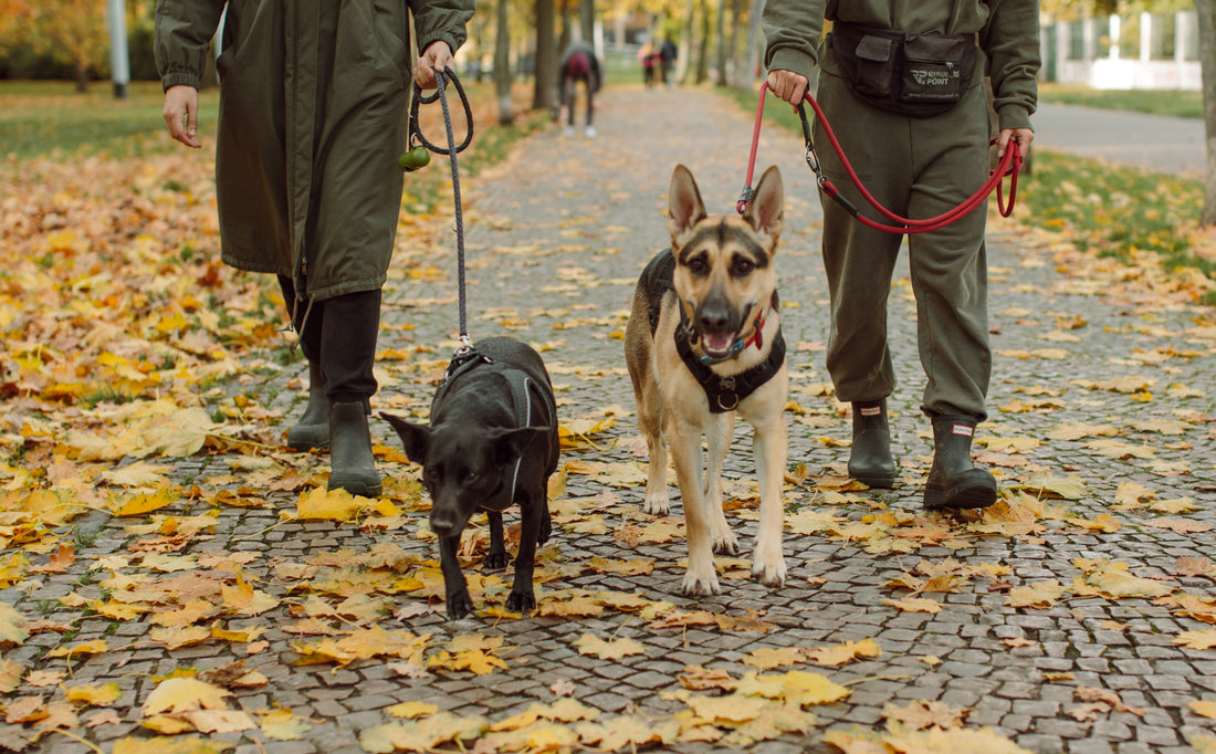 Meeting Other Dogs with My Reactive Dog