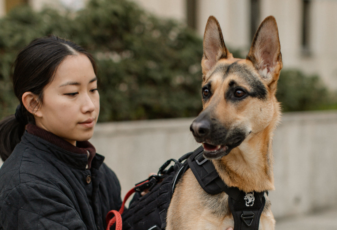 Taking your highly fearful and reactive dog on a trip