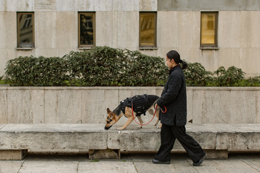 Owning a severely reactive dog in a crowded city