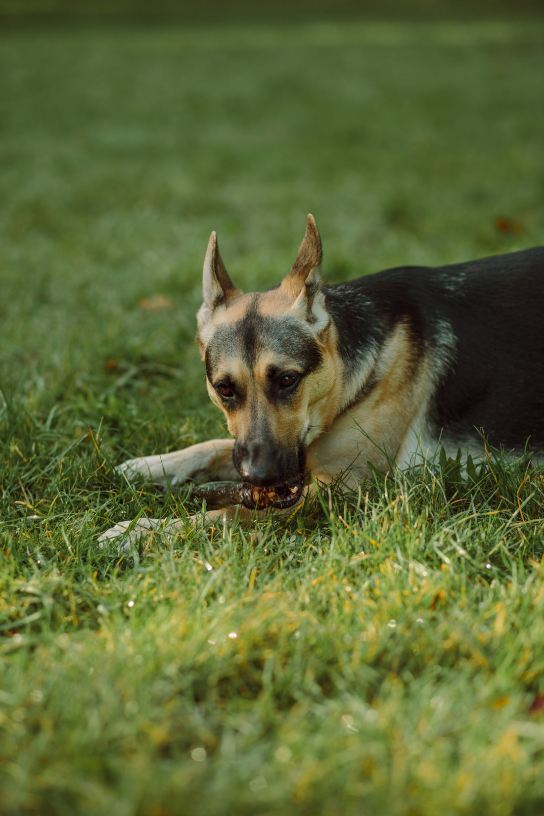 "Your dog needs a heavy hand" - mistakes I've made with my highly anxious and reactive German Shepherd